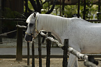 profile of white horse in stable - Nugene Chiang