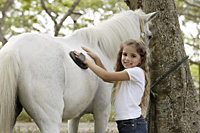 young girl grooming horse - Nugene Chiang