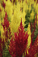 close up of red and yellow celosia plants - Nugene Chiang