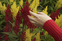 woman's hand touching red and yellow celosia plants - Nugene Chiang