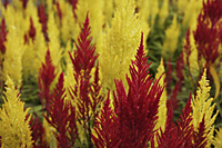 close up of red and yellow celosia plants - Nugene Chiang