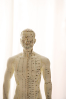 acupuncture model - Nugene Chiang