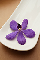 Purple orchid resting in white tray. - Nugene Chiang