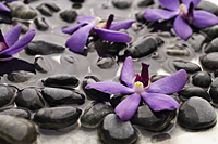 Purple orchids on wet rocks. - Nugene Chiang