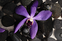 Closeup of purple orchid on black rocks. - Nugene Chiang