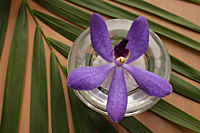 Purple orchid in small bowl. - Nugene Chiang