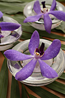 Purple orchids in small glass bowls. - Nugene Chiang