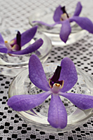 Purple flowers in small glass bowls. - Nugene Chiang