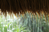 close up of rain on thatched roof - Alex Mares-Manton