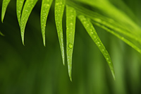 close up of rain drops on palm leaf - Alex Mares-Manton