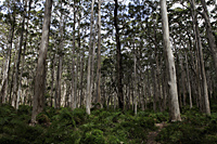 Trees in forest - Alex Mares-Manton