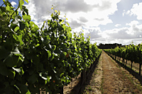 Rows of grape vines in vinyard - Alex Mares-Manton