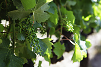 Young grapes hanging from vines - Alex Mares-Manton