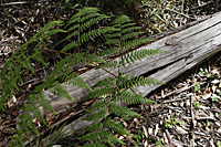 Green fern growing out of fallen tree - Alex Mares-Manton