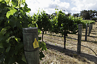 Grape vines in vinyard - Alex Mares-Manton